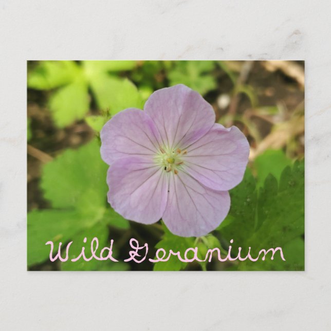 Oakwoods Metropark Wild Geranium with Text Postcard (Front)