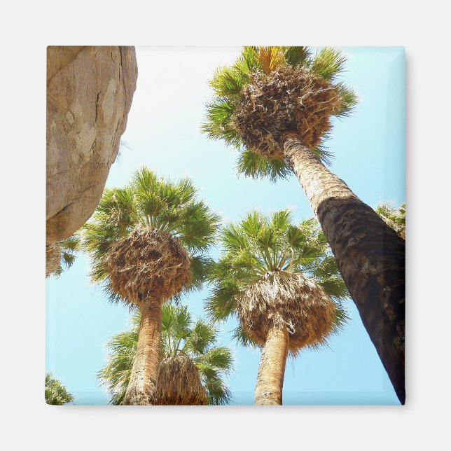 Oasis Palms at Joshua Tree National Park Magnet (Front)