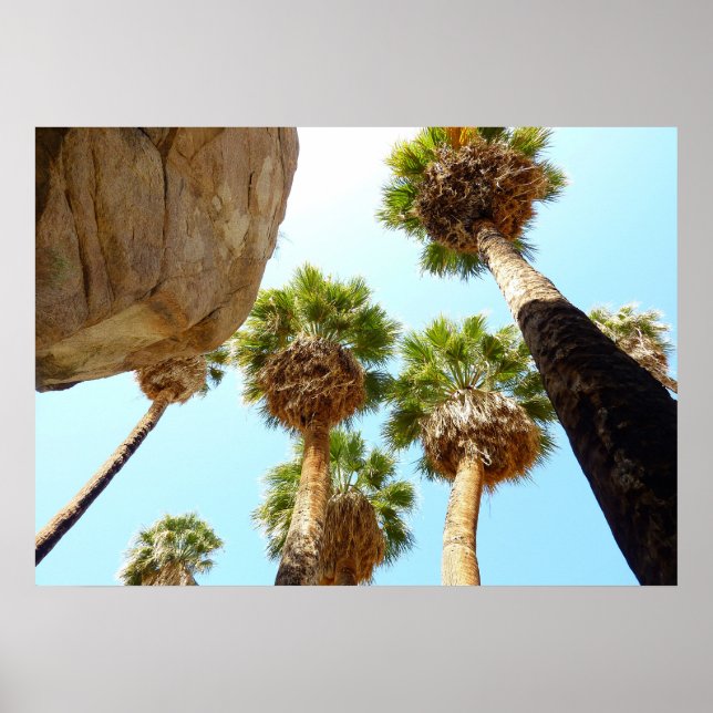 Oasis Palms at Joshua Tree National Park Poster (Front)