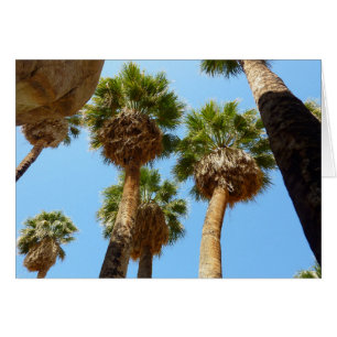 Oasis Palms in Joshua Tree National Park