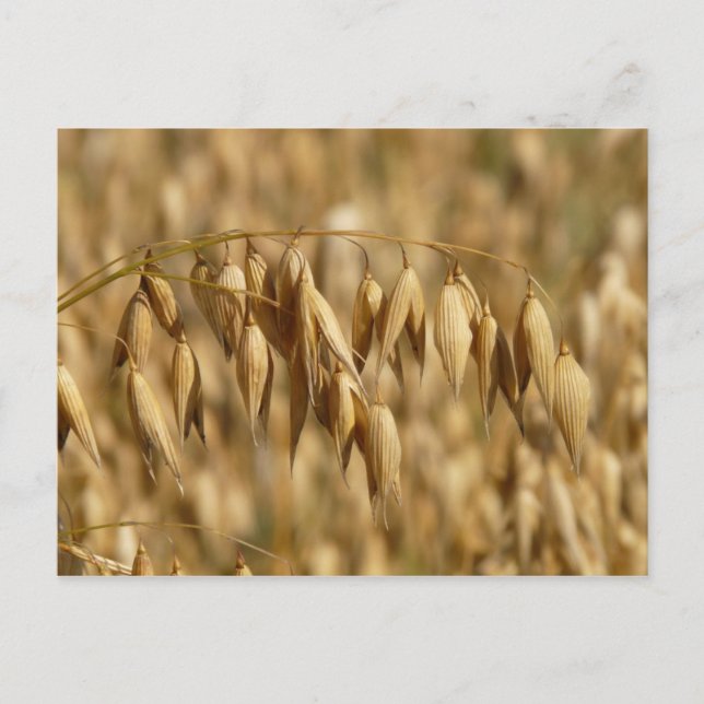 Oat Field Postcard (Front)