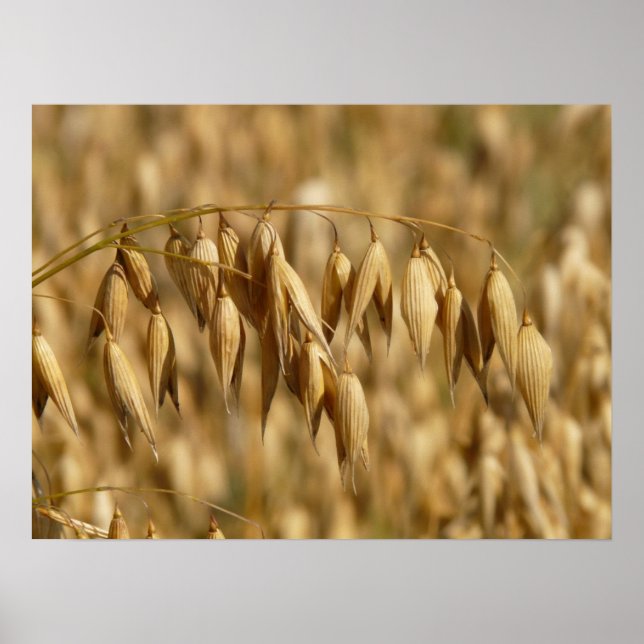 Oat Field Poster (Front)