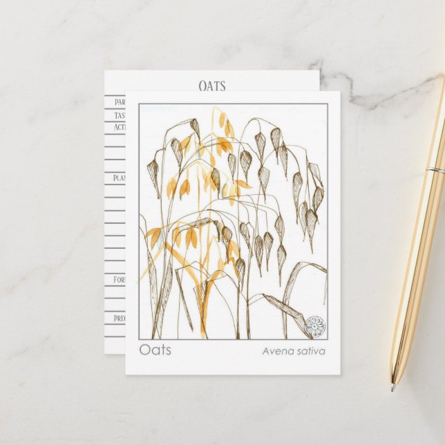 Oats Grain Plant Materia Medica Herbal Study Card (Front/Back In Situ)