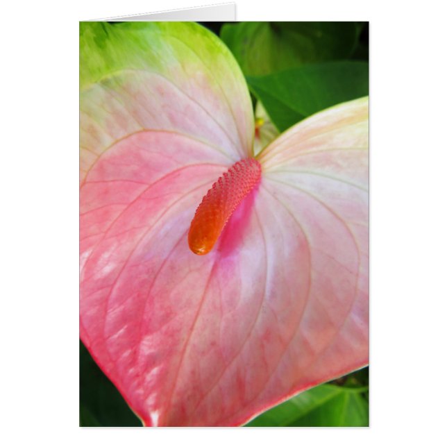 Obake Anthurium (Front)