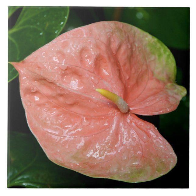 Obake Anthurium Tile (Front)