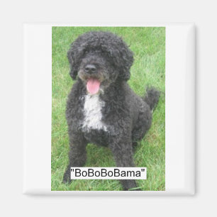 Obama Pet Portuguese Water dog Magnet