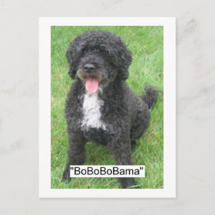 Obama Pet/Portuguese Water Dog Postcard
