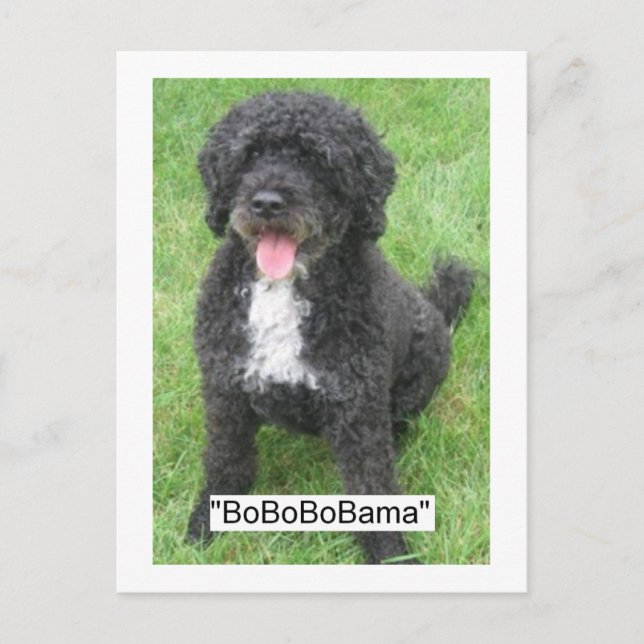 Obama Pet/Portuguese Water Dog Postcard (Front)