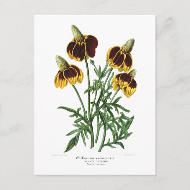 Obeliscaria columnaris (Rudbeckia) Postcard (Front)