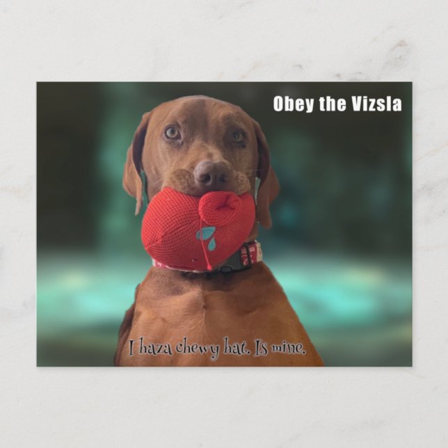 Obey the Vizsla Postcard (Front)