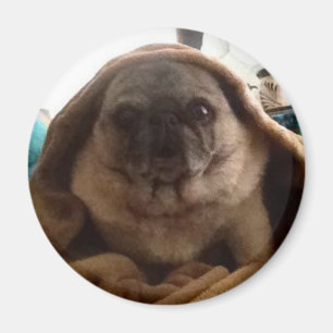 Obi One Pugnobi Magnet
