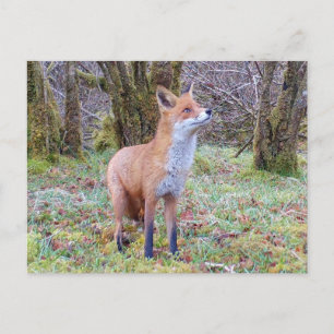 Observant Fox Countryside Winter Magic Animal Art Holiday Postcard