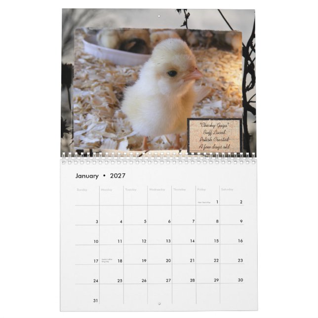 Obsessive Chicken Disorder Calendar (Jan 2027)