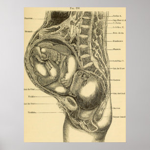 Obstetrics Illustration Poster