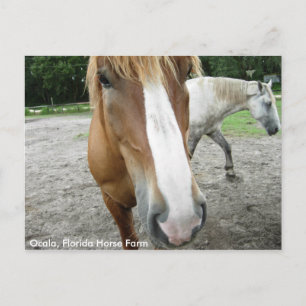 Ocala Florida Horse Farm Horses Postcard Florida