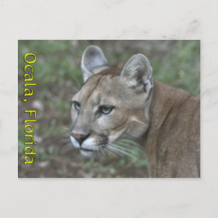 Ocala Panther Postcard