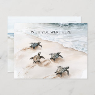 Ocean Beach Coast Sea Turtles Postcard