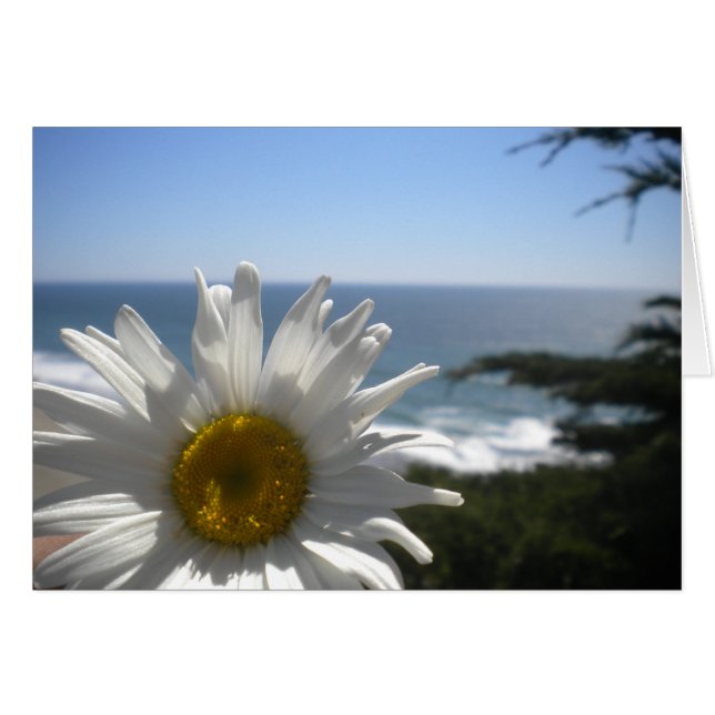 Ocean Beach Daisy (Front Horizontal)