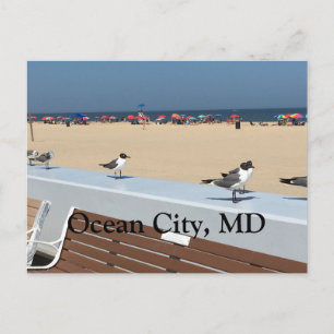 Ocean City Beach, MD with Birds Postcard