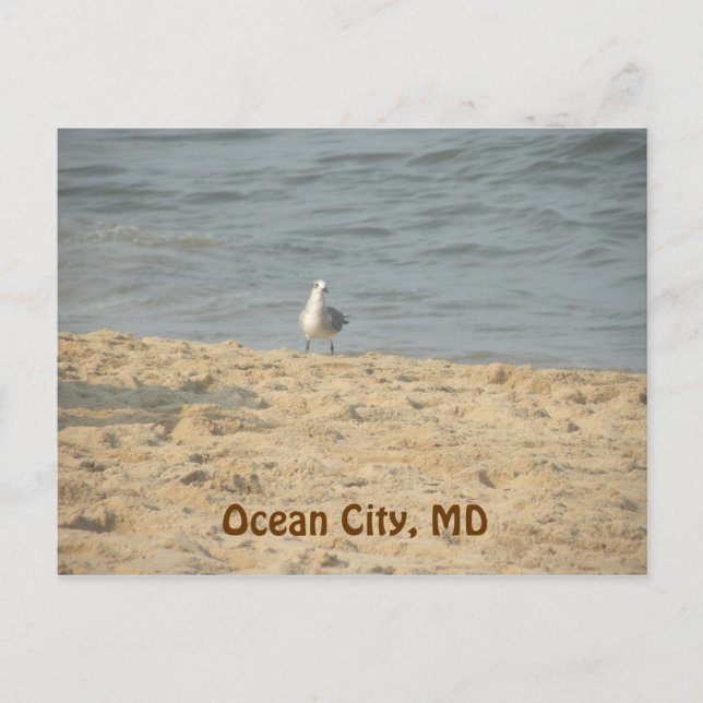 Ocean City, MD Postcard (Front)