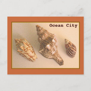 Ocean City Shells Postcard