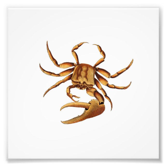 Ocean Crab Sea Beach Nautical Bathroom Print (Front)