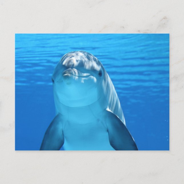ocean dolphin postcard (Front)