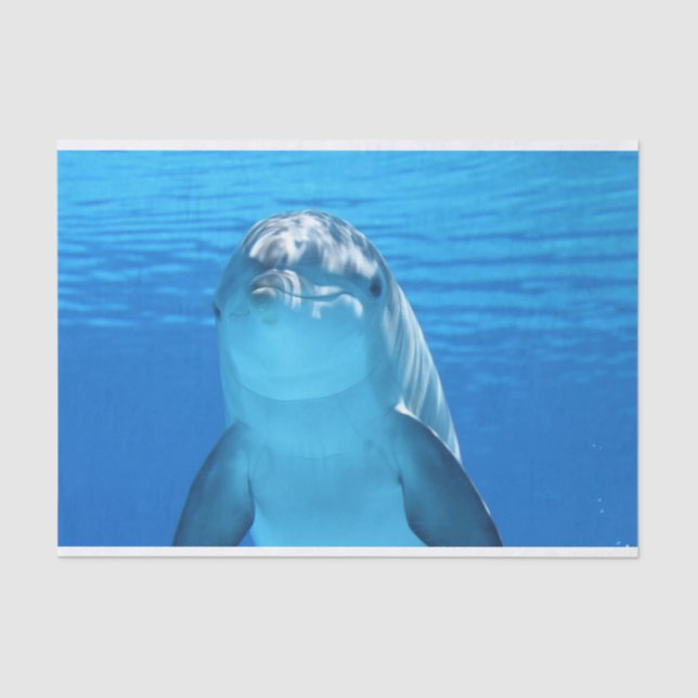 ocean dolphin tissue paper (Front)