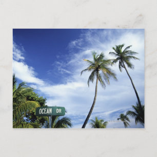 Ocean Drive' road sign, South Beach, Miami, Florid Postcard
