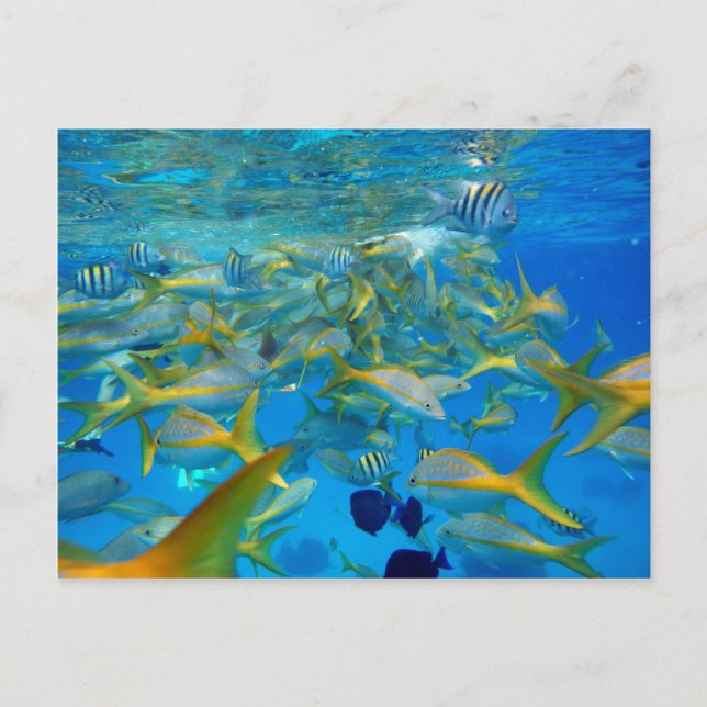 Ocean Fish Postcard (Front)