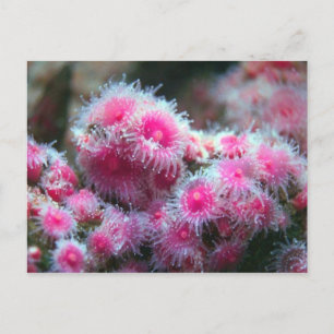 Ocean Flora Postcard