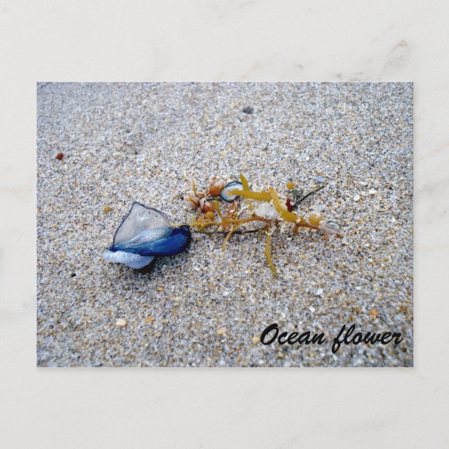 Ocean flower postcard (Front)