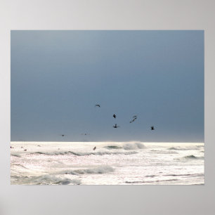 Ocean Horizon with Brown Pelicans Colour 16x20 Poster