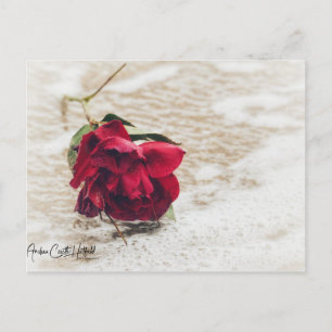 Ocean Rose Postcard
