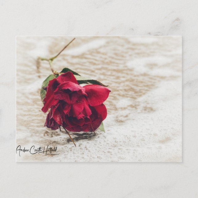 Ocean Rose Postcard (Front)