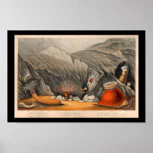 Ocean Sea Anemone marine Life Print