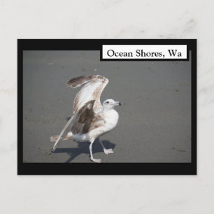 Ocean Shores, Wa Seagull Wings Postcard