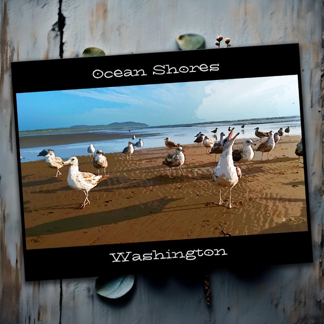 Ocean Shores WA Seagulls Begging for Fries Beach Postcard (Stylized picture postcard of Ocean Shores Washington beach with low angle photo of seagulls)