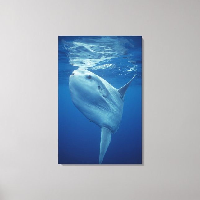 Ocean Sunfish Canvas Print (Front)