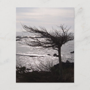 Ocean Tree Bible Verse Encouragement Card
