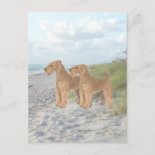 Ocean View Postcard