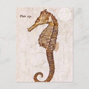 Ocean Vintage Sea Horse Creature Seahorse Postcard