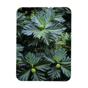 Oceania, South Pacific, French Polynesia, Magnet
