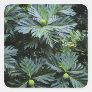 Oceania, South Pacific, French Polynesia, Square Sticker