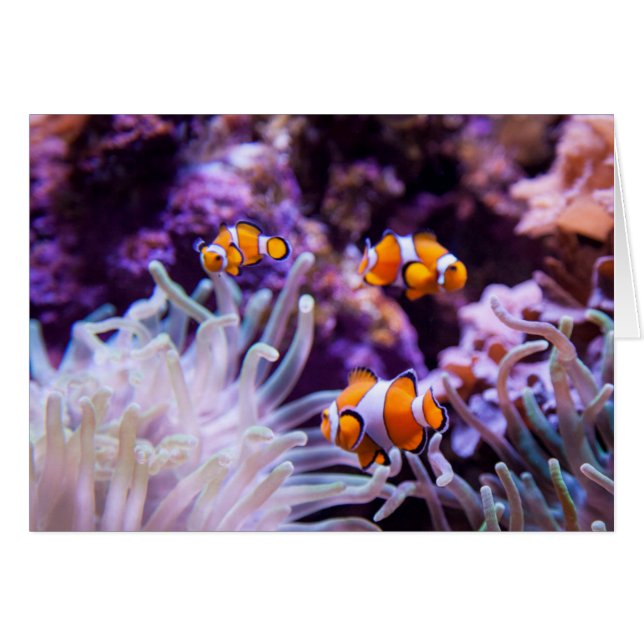 Ocellaris Clownfish | Amphiprion Ocellaris (Front Horizontal)