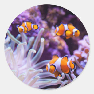 Ocellaris Clownfish Amphiprion Ocellaris Classic Round Sticker