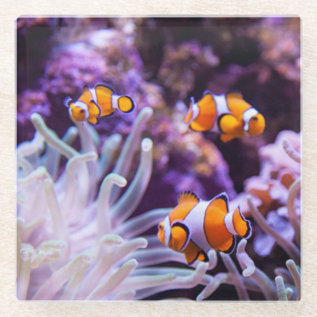 Ocellaris Clownfish | Amphiprion Ocellaris Glass Coaster (Front)