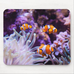 Ocellaris Clownfish Amphiprion Ocellaris Mouse Mat