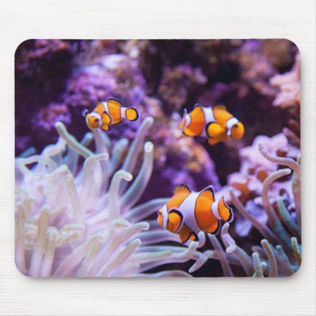 Ocellaris Clownfish | Amphiprion Ocellaris Mouse Mat (Front)