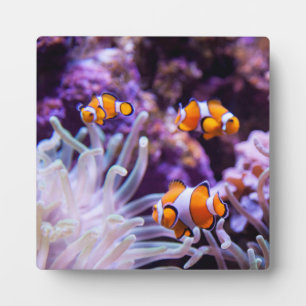 Ocellaris Clownfish   Amphiprion Ocellaris Plaque